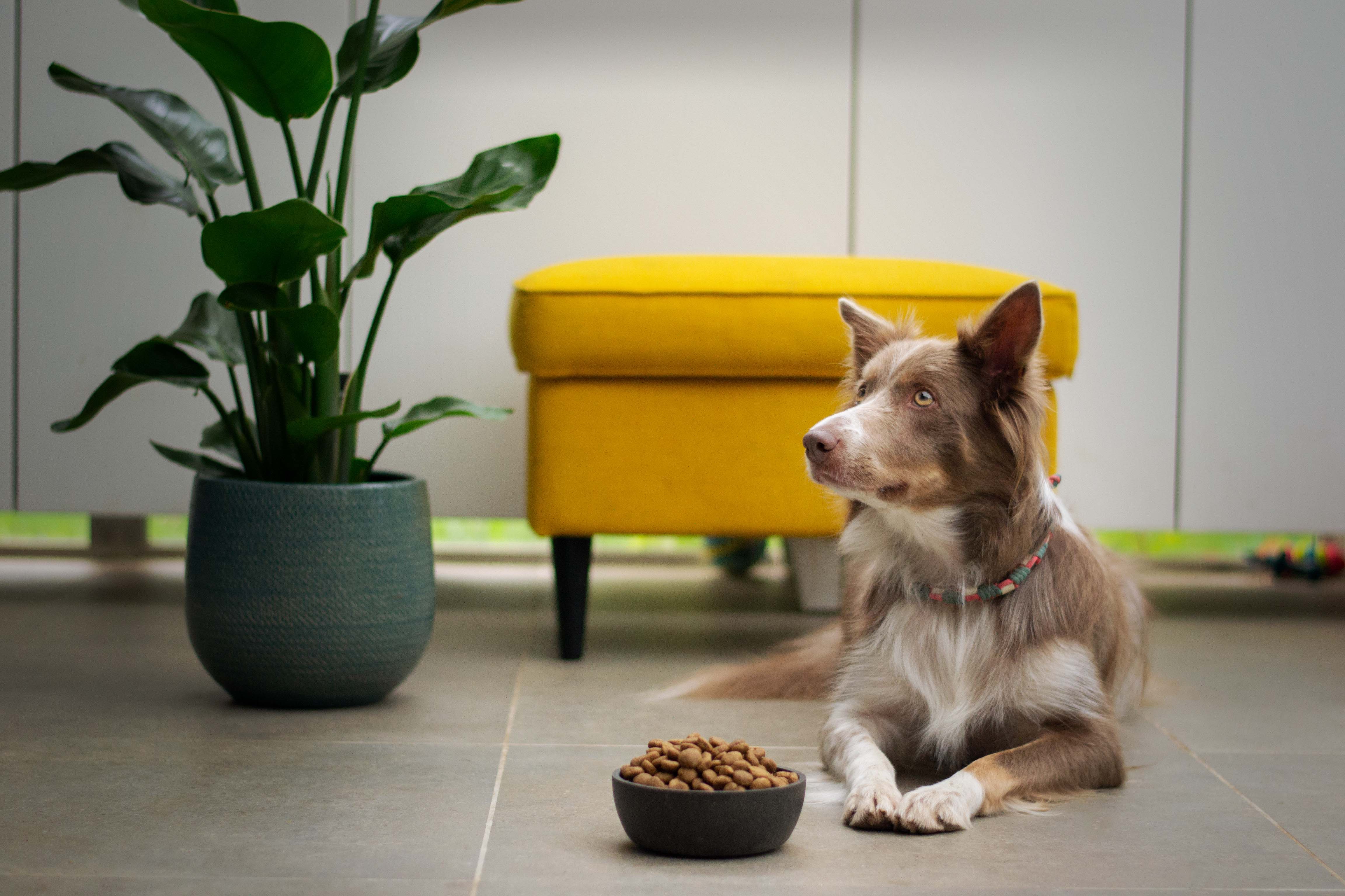 Best Dog Food Delivery Companies